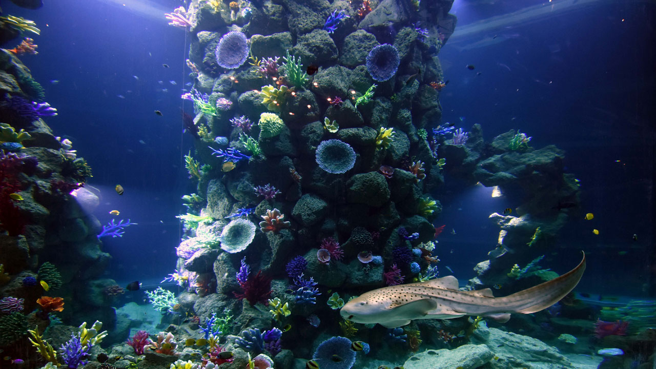 Acuario Poema del Mar Acuario Poema del Mar