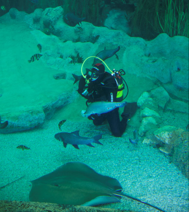 Acuario Poema del Mar Acuario Poema del Mar
