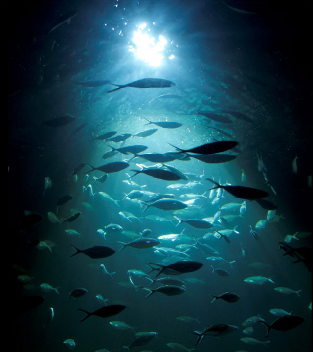 Acuario Poema del Mar Acuario Poema del Mar