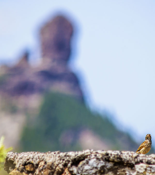 Pájaro con paisaje del Roque Nublo al fondo. Gran Canaria Pájaro con paisaje del Roque Nublo al fondo. Gran Canaria