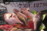 Caldo de pescado