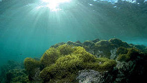 Seabeds of Gran Canaria