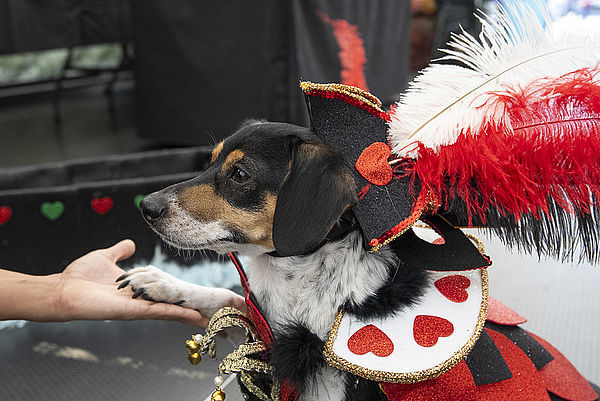 Carnaval Canino en Las Palmas de Gran Canaria