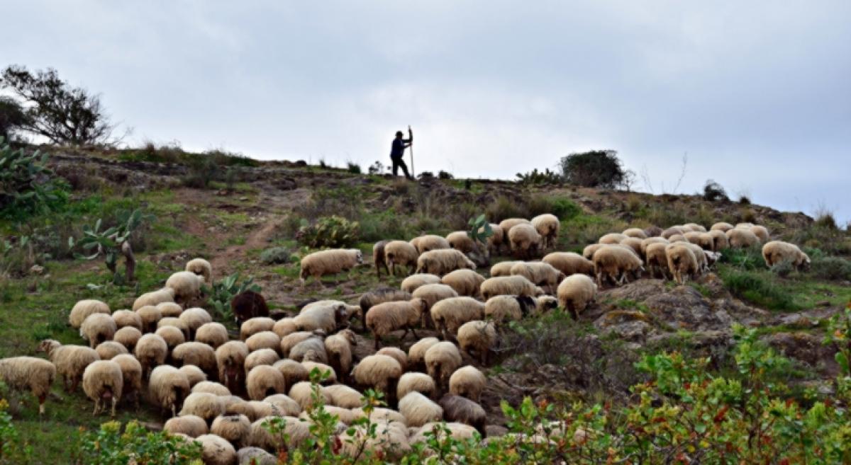 Wool Festival