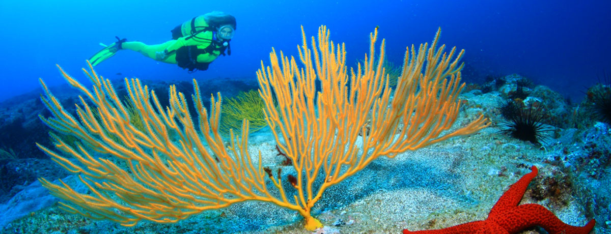 Sumérgete en el mundo misterioso y vibrante del submarinismo en las profundidades de Gran Canaria. Descubre un paraíso subacuático inexplorado.