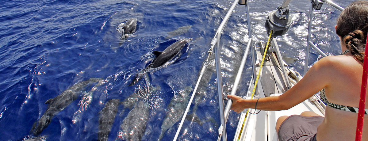 Nada con delfines en Gran Canaria: una experiencia única para conectarte con la vida marina en las aguas cristalinas de la isla.