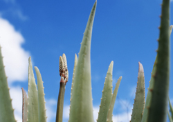 Aloe Vera plants in Gran Canaria