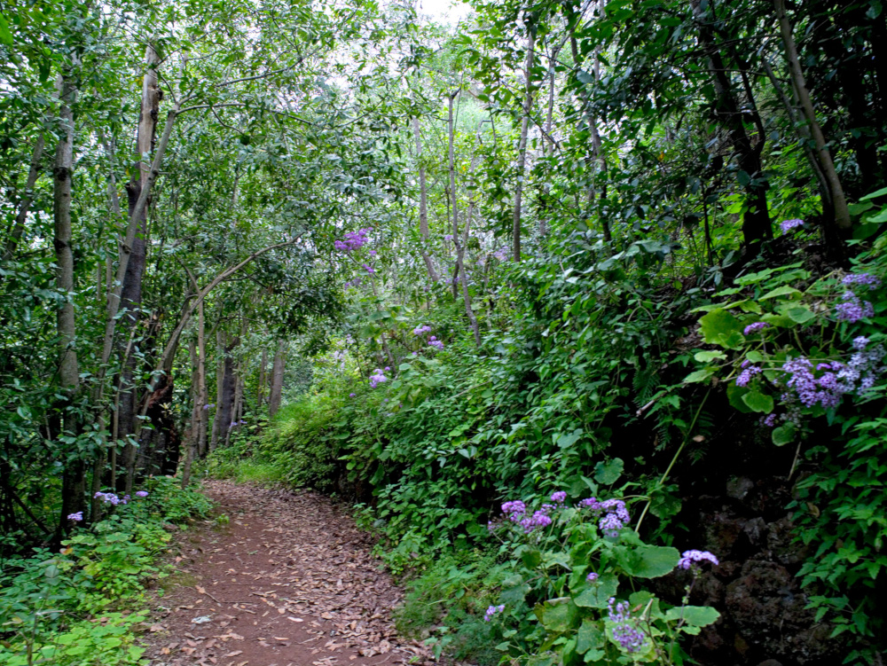 Sendero rodeado de vegetación de laurisilva