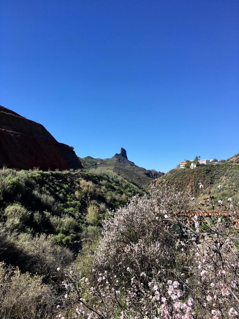 La Cesta de Tejeda