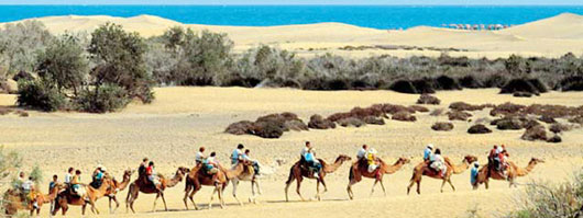 A group  of persons on camel back at the Dunes of Maspalomas
