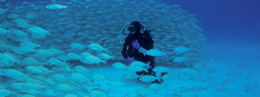 A scuba diver surrounded by a shoal of fish on the seabeds of Gran Canaria