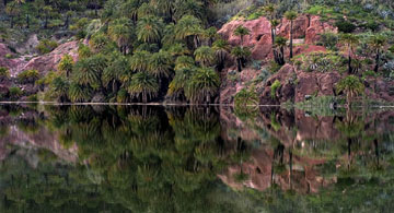 Reflection of palm trees in the Presa de La Sorrueda reservoir