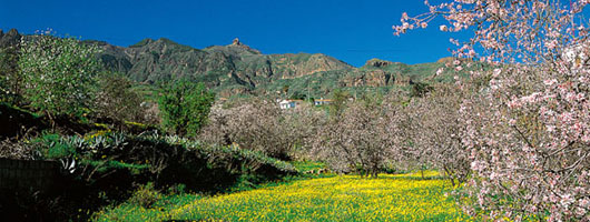 Almond trees in bloom in Valsequillo