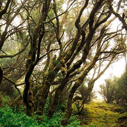 Bois humide de l’intérieur de Gran Canaria