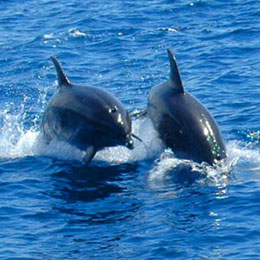 Delfini in alto mare nella zona di Puerto Rico