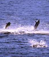 Golfinhos a fazer piruetas perto da costa de Gran Canaria