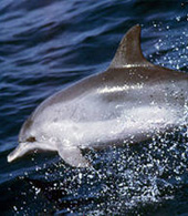 Delfino nuota vicino alla costa di Gran Canaria