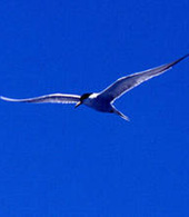 Un uccello vola nel cielo azzurro
