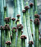 Kaktusväxter