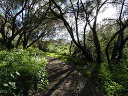 Path in the Botanical Garden Viera y Clavijo