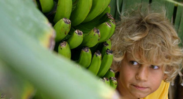 En pojke gömmer sig bakom bananträd