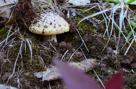 Un champignon sur le sol humide d'Osorio