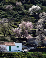 View of a house among some almond trees