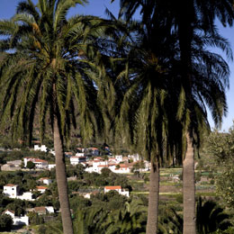 Views of Temisas through palm trees