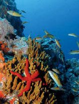 Seabeds of Gran Canaria