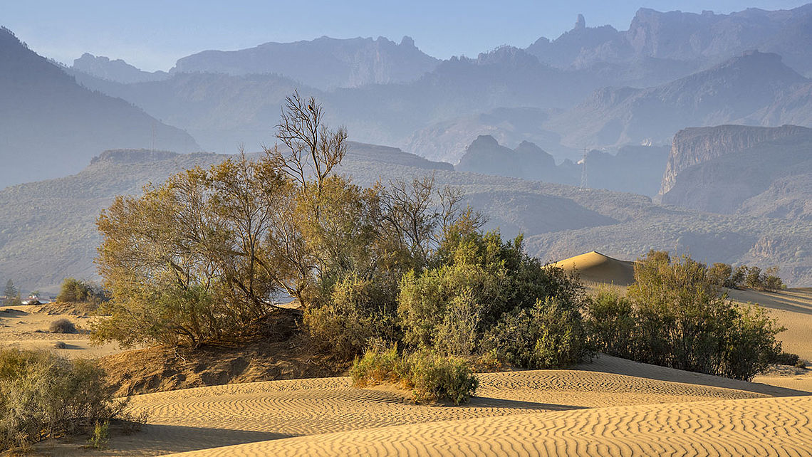 Vegetación en las Dunas de Maspalomas