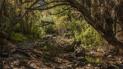 Barranco de Los Cernícalos