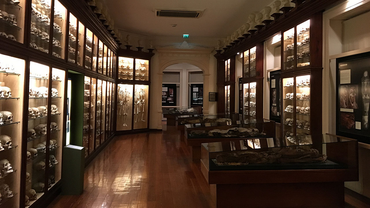 The Canary Museum