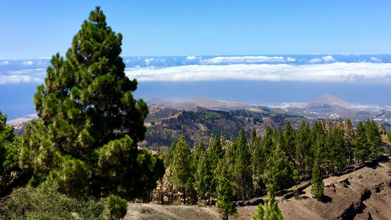 Pinos de Gáldar