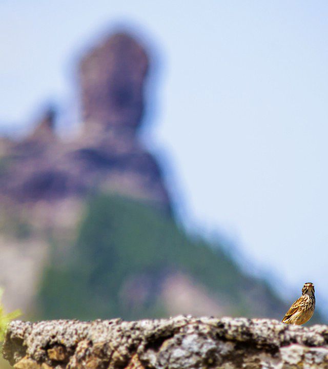 Roque Nublo