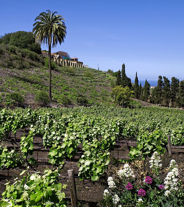 Viñedos en Gran Canaria