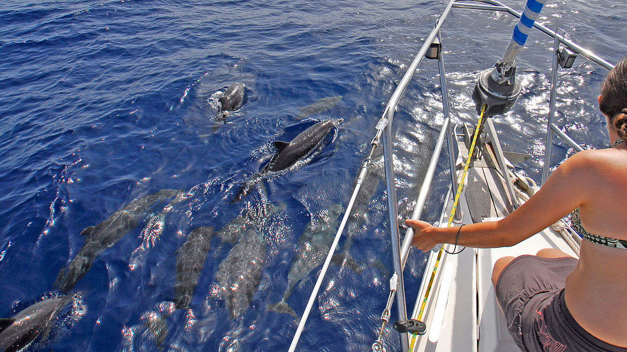 Delfines en la costa sur de Gran Canaria