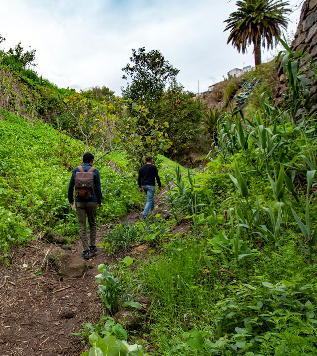 El Álamo Trail in Teror