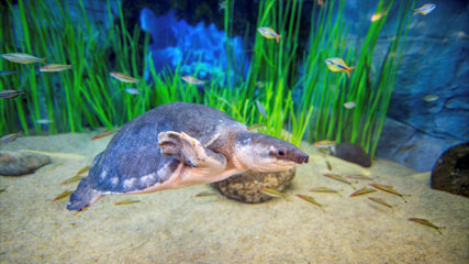 Poema del Mar Aquarium