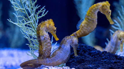 Poema del Mar Aquarium