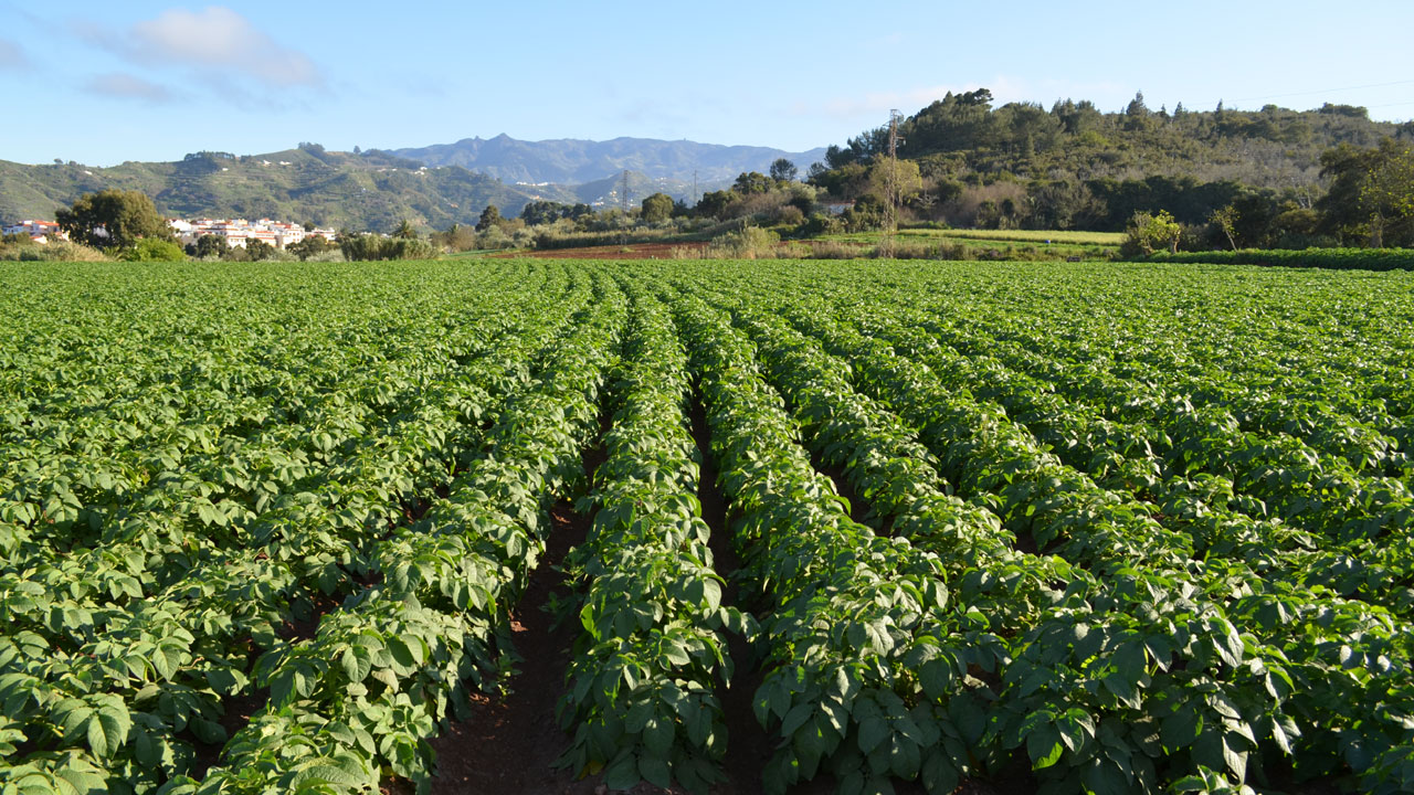 Cultivo de papas en la Finca de Osorio