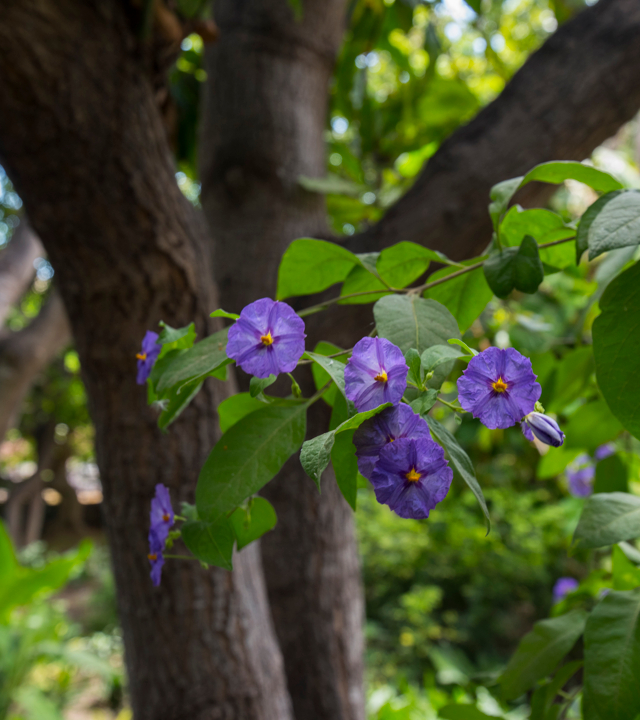 Huerto de las Flores en Agaete