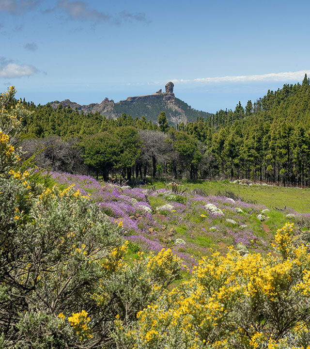 Roque Nublo