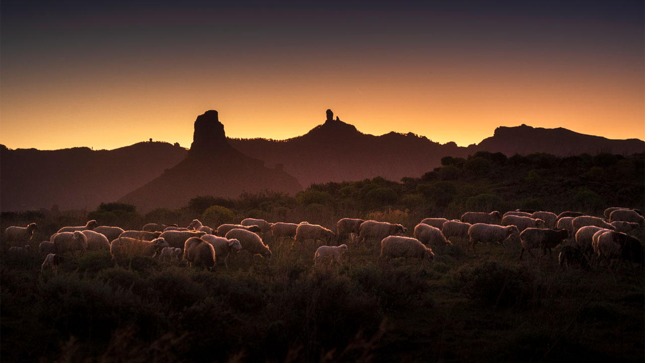 Ovejas al amanecer, en Acusa (Artenara), con Roque Bentayga y Roque Nublo