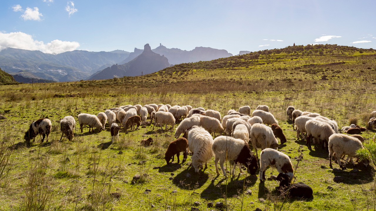 Rebaño de ovejas en Acusa Verde