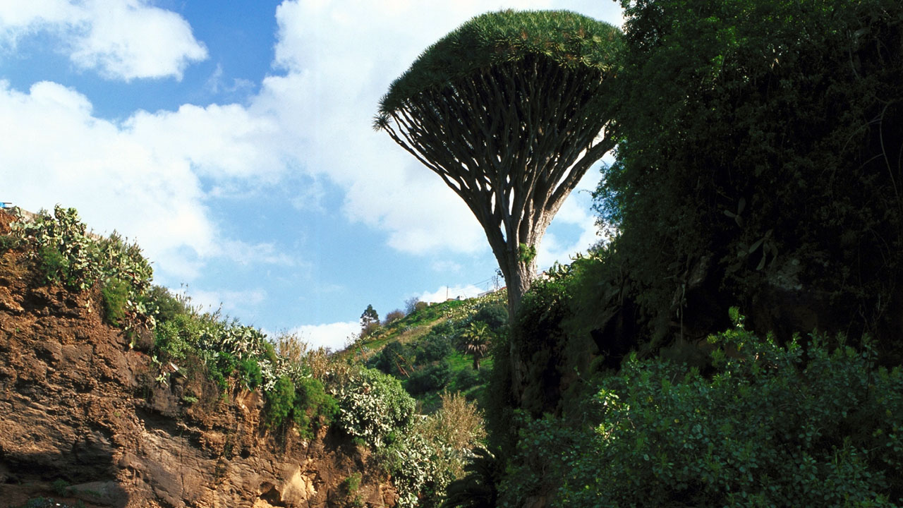 Barranco Alonso, Santa Brígida