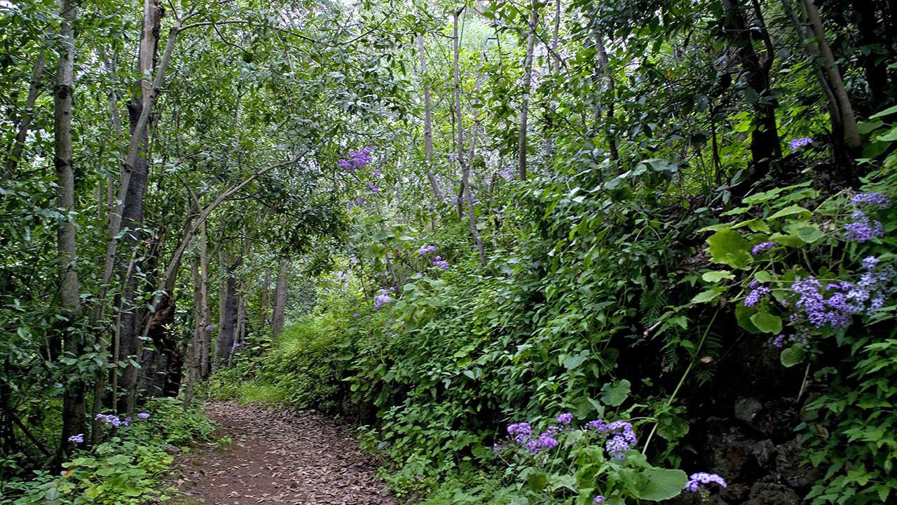 Flores de mayo en el Barranco del Laurel