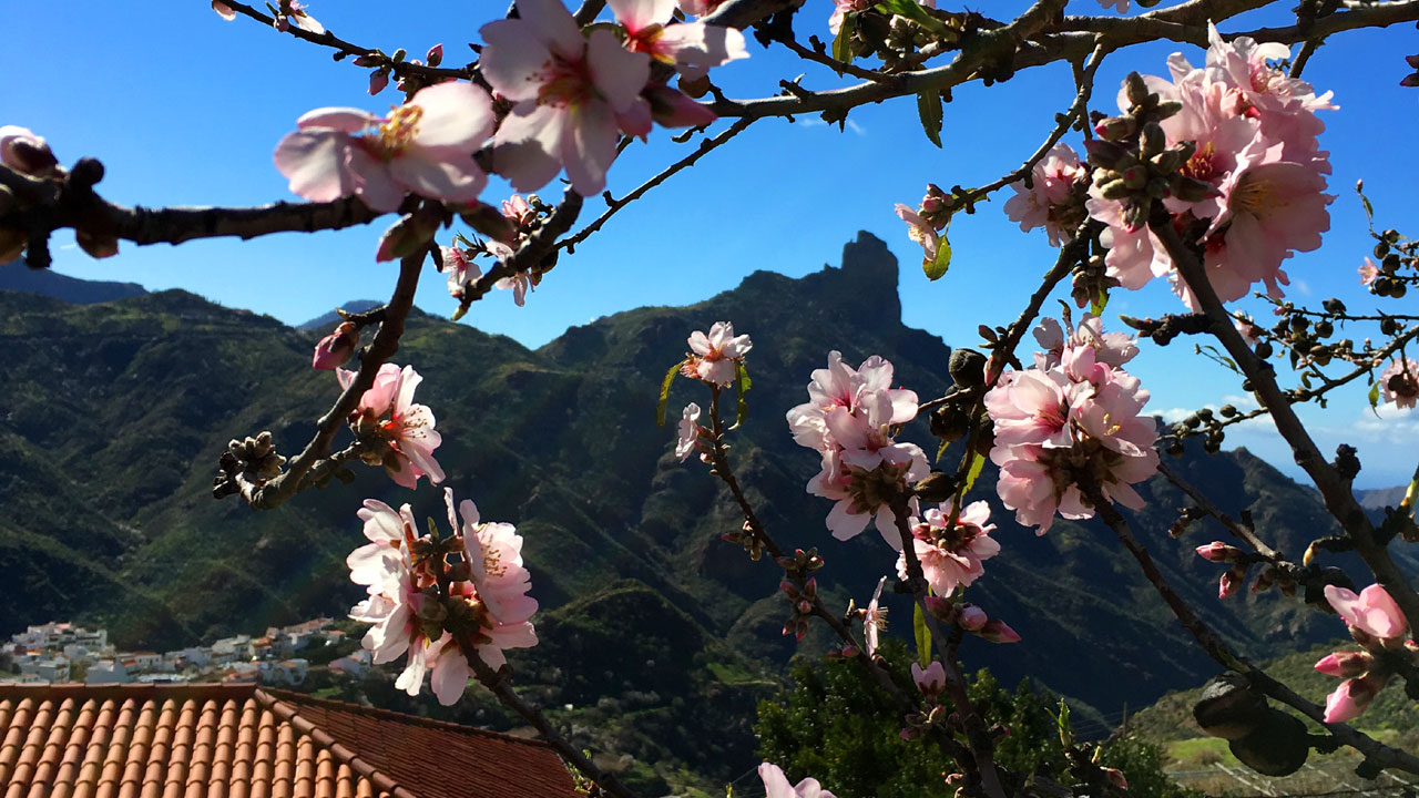 Roque Bentayga seen through flowering almond trees