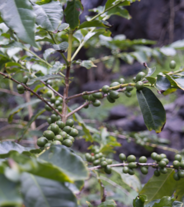 Plantación de Café