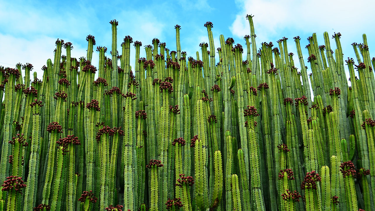 Cardones en Mogán