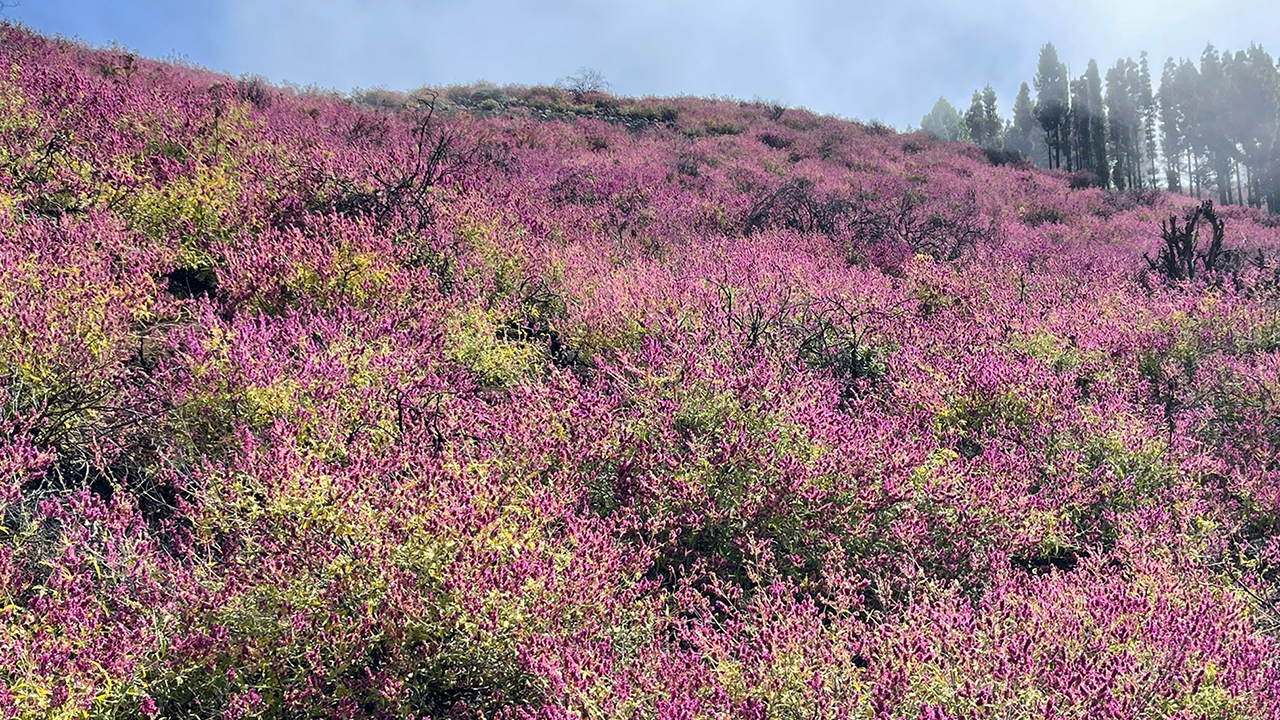 Canary island sage on the summit of Gran Canaria